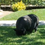Seeking Mini Pig Sitter that is not intimidated by pigs who are notorious for lunging and trying to intimidate.