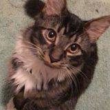 Available: Careful Petsitter in Mount Pleasant
