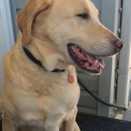 House Sitter Provider Sherri R's Profile Picture
