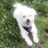 Pet sitter in Poughkeepsie, New York