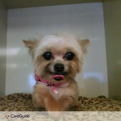 Pet Care Provider Kristina and C's Profile Picture