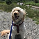 Needed: Squamish, British Columbia Dog Walker