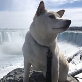 Caring Dog Walker in Whitby