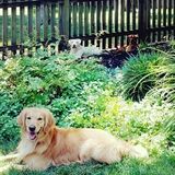 For Hire: Skillful Cat and dog Sitter in Edgewater, Florida