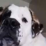 Love dogs have always had a dog in the family have watched friends and family pets would treat your fur baby like my own