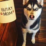 Pet Sitter
