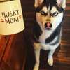 Pet Sitter