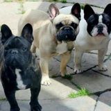 Seeking a Dog Sitting Professional Opportunity in Peterborough
