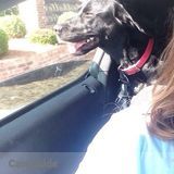 Dog sitter to go by my house twice a day to feed and walk my dog