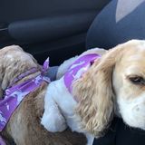 Talented Dog Walking Available Now!