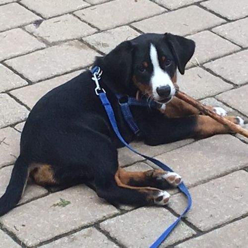 Pet Care Job Sylvain Harper's Profile Picture