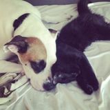 Available: Well Trained House Sitting Service Provider in Argyle, Texas