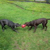 Dog Boarding in My Home in the Catskills
