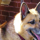 Needed: a Dedicated Pet Walker/Sitter in Murfreesboro, Tennessee
