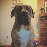 Mom of human and fur babies! - Dog Walker, Cat sitter.