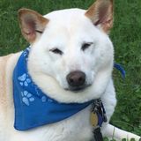 Friendly dog loving walker