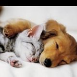 Flexible Cat Sitter and dog sitter in Denham Springs, Louisiana