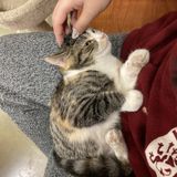 Waterloo dog and cat lover passionate about keeping animals safe, happy, and healthy!