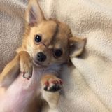 Looking for a fun place for your pet