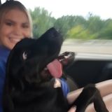Available For a pet sitting in the Newcastle-oshawa area