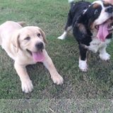 Dog sitting and walking