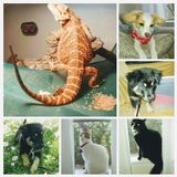 Trustworthy Petsitter in Seguin