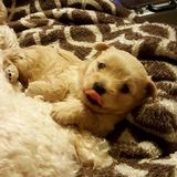 Seeking Menifee Dog Overnight or extended Boarding California Jobs
