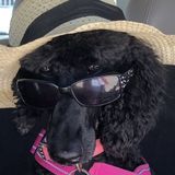 Dedicated Petsitter Available Immediately