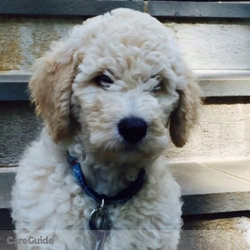 Pet Care Job Jacqueline B's Profile Picture