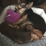 Pet Sitter