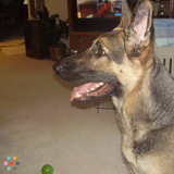 Dog sitter/boarder available in Gaston. Safe, secure and loving