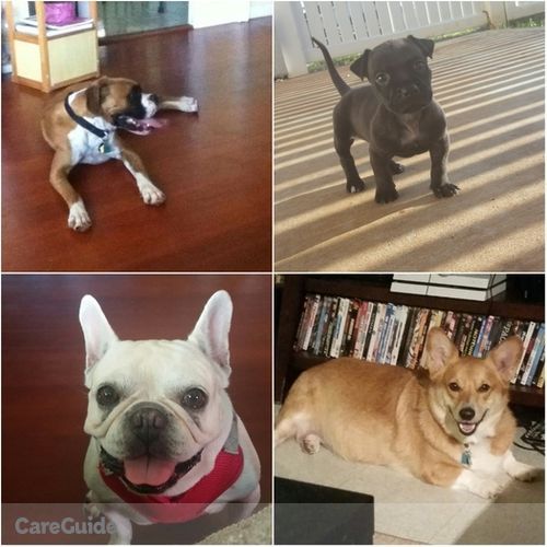 Pet Care Provider Angelica Buchanan's Profile Picture