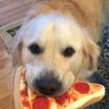 Must Love Sweet and Affectionate Golden Retriever