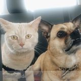 Dog and cat sitter needed!