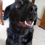 Animal lover dedicated to taking great care of your fur baby as if they were my own in Verona, Pennsylvania