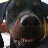 Love all Animals