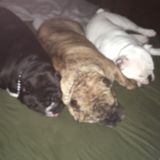 Petsitter