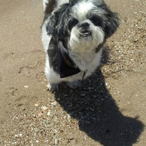 House Sitter Provider Mary B's Profile Picture