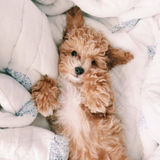 Pet Grooming/Pet Sitting After School or during Holidays!