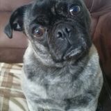 Honest Petsitter for Hire