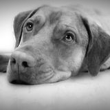 Dog Walker/Pet Sitter