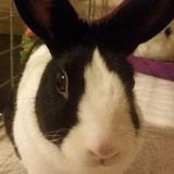 For Hire: Flexible Pet Service Provider in Halifax, Nova Scotia