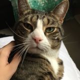 Cat Lover Looking to Help Out!