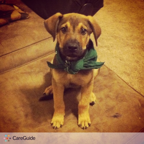Pet Care Provider Meghan B's Profile Picture