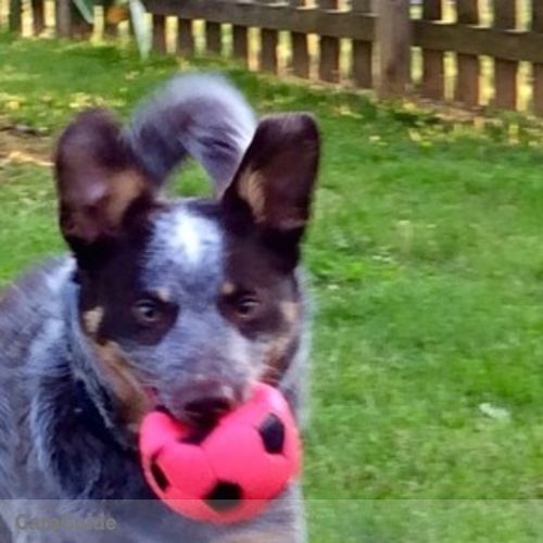 Pet Care Provider Michelle Delio's Profile Picture