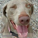 Caring Dog Walker Available for the Summer