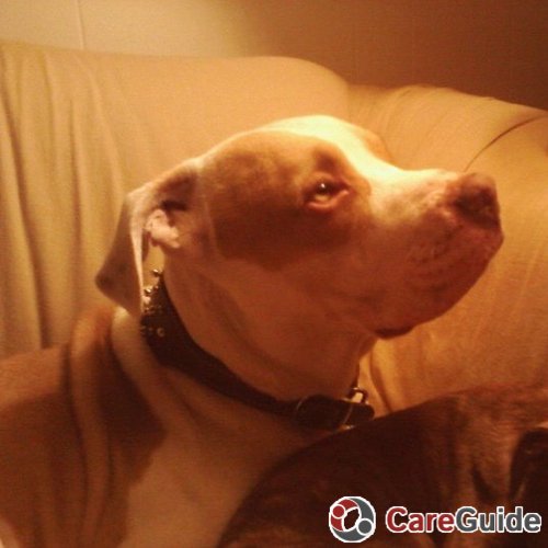 Pet Care Provider corey mcdonald's Profile Picture
