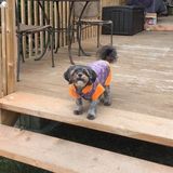 Sudbury, Ontario full time dog sitter 2 weeks Jan 2019 your home