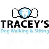 Medford Dog Sitter Searching for Work , Dog walking, Cat Sitting House Sitting Transportation