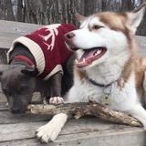 For hire: Dog walking